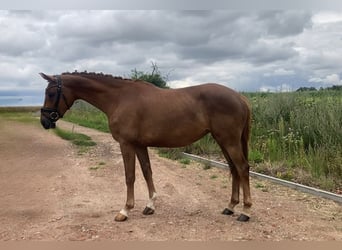 German Sport Horse, Mare, 3 years, 16.1 hh, Chestnut-Red