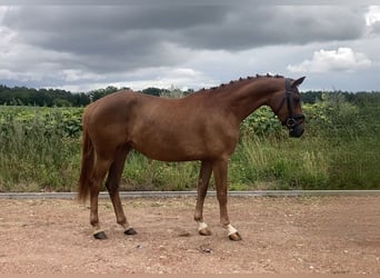 German Sport Horse, Mare, 3 years, 16.1 hh, Chestnut-Red