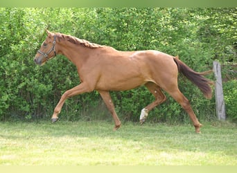German Sport Horse, Mare, 3 years, 16.1 hh, Chestnut-Red