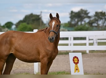 German Sport Horse, Mare, 3 years, 16.1 hh, Chestnut-Red