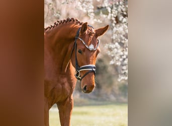 German Sport Horse, Mare, 3 years, 16.1 hh, Chestnut-Red