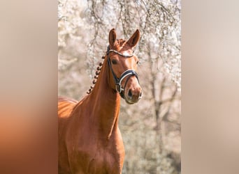 German Sport Horse, Mare, 3 years, 16.1 hh, Chestnut-Red