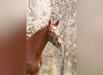German Sport Horse, Mare, 3 years, 16.1 hh, Chestnut-Red