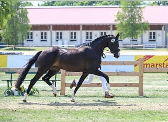 German Sport Horse, Mare, 3 years, 16.1 hh, Smoky-Black