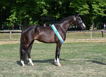 German Sport Horse, Mare, 3 years, 16.1 hh, Smoky-Black