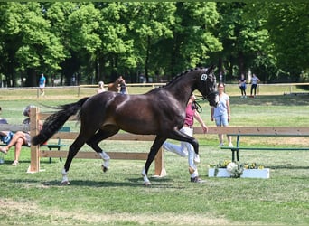 German Sport Horse, Mare, 3 years, 16.1 hh, Smoky-Black