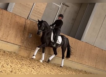 German Sport Horse, Mare, 3 years, 16,1 hh, Smoky-Black