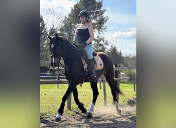 German Sport Horse, Mare, 3 years, 16.1 hh, Smoky-Black