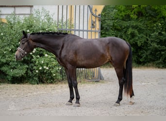 German Sport Horse, Mare, 3 years, 16.1 hh, Smoky-Black