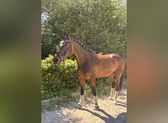 German Sport Horse, Mare, 3 years, 16.1 hh, Smoky-Black