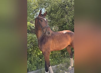 German Sport Horse, Mare, 3 years, 16.1 hh, Smoky-Black