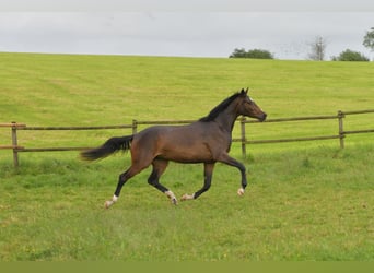 German Sport Horse, Mare, 3 years, 16,2 hh, Bay-Dark