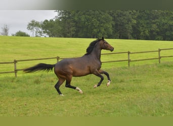 German Sport Horse, Mare, 3 years, 16,2 hh, Bay-Dark