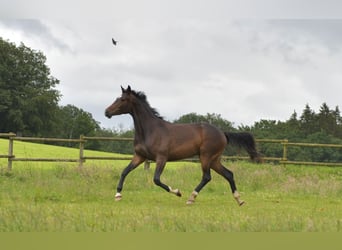 German Sport Horse, Mare, 3 years, 16,2 hh, Bay-Dark