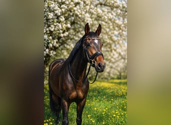 German Sport Horse, Mare, 3 years, 16.2 hh, Bay-Dark