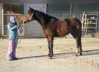 German Sport Horse, Mare, 3 years, 16.2 hh, Bay-Dark