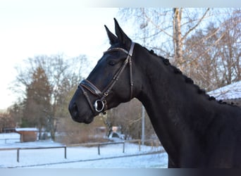 German Sport Horse, Mare, 3 years, 16.2 hh, Black
