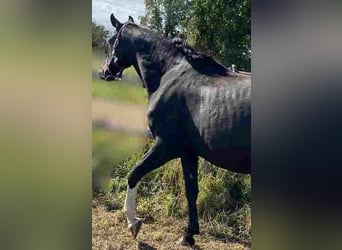 German Sport Horse, Mare, 3 years, 16.2 hh, Black