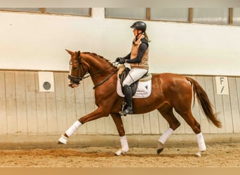 German Sport Horse, Mare, 3 years, 16.2 hh, Chestnut-Red
