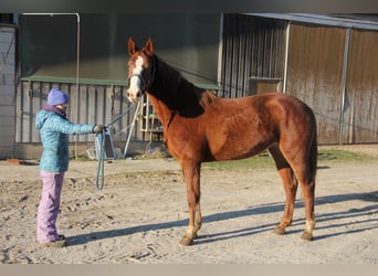 German Sport Horse, Mare, 3 years, 16.2 hh, Chestnut-Red
