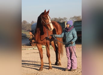 German Sport Horse, Mare, 3 years, 16.2 hh, Chestnut-Red