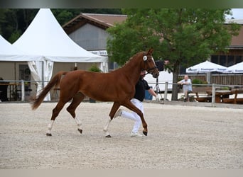 German Sport Horse, Mare, 3 years, 16.2 hh, Chestnut-Red