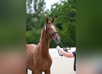 German Sport Horse, Mare, 3 years, 16.2 hh, Chestnut-Red