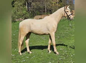 German Sport Horse, Mare, 3 years, 16.2 hh, Palomino