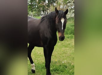 German Sport Horse, Mare, 3 years, 16 hh, Bay-Dark