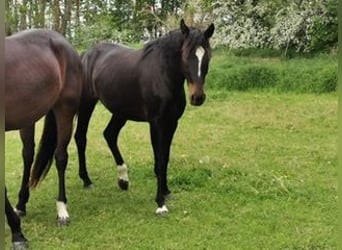 German Sport Horse, Mare, 3 years, 16 hh, Bay-Dark