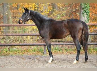 German Sport Horse, Mare, 3 years, 16 hh, Bay-Dark