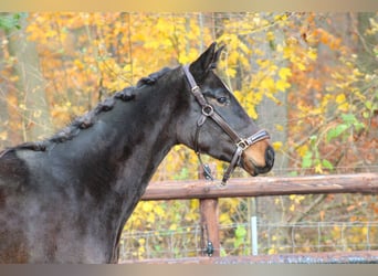 German Sport Horse, Mare, 3 years, 16 hh, Bay-Dark