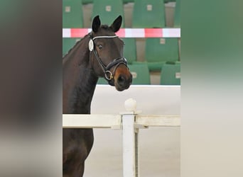 German Sport Horse, Mare, 3 years, 16 hh, Bay-Dark