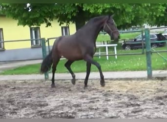 German Sport Horse, Mare, 3 years, 16 hh, Black