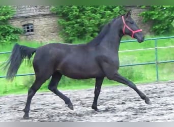 German Sport Horse, Mare, 3 years, 16 hh, Black