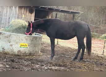 German Sport Horse, Mare, 3 years, 16 hh, Black
