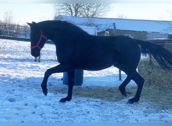 German Sport Horse, Mare, 3 years, 16 hh, Black