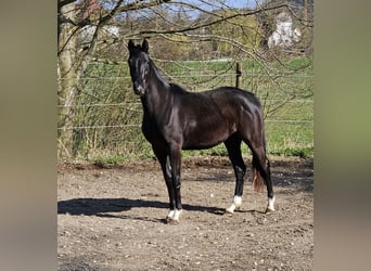 German Sport Horse, Mare, 3 years, 16 hh, Black