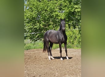 German Sport Horse, Mare, 3 years, 16 hh, Black