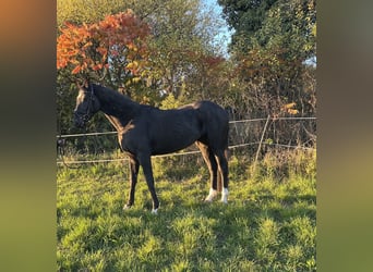 German Sport Horse, Mare, 3 years, 16 hh, Black