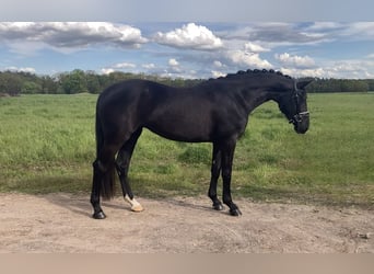 German Sport Horse, Mare, 3 years, 16 hh, Black