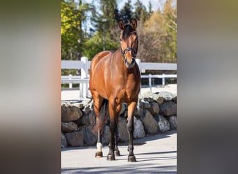 German Sport Horse, Mare, 3 years, 16 hh, Brown