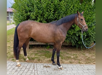 German Sport Horse, Mare, 3 years, 16 hh, Brown
