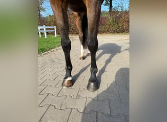 German Sport Horse, Mare, 3 years, 16 hh, Brown