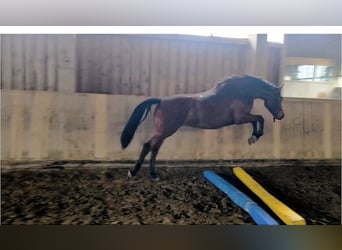 German Sport Horse, Mare, 3 years, 16 hh, Brown