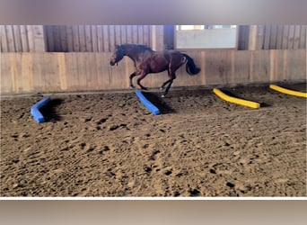 German Sport Horse, Mare, 3 years, 16 hh, Brown