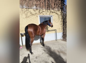 German Sport Horse, Mare, 3 years, 16 hh, Brown