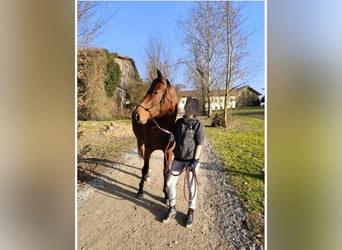 German Sport Horse, Mare, 3 years, 16 hh, Brown
