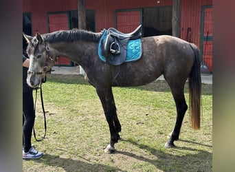 German Sport Horse, Mare, 3 years, 16 hh, Brown Falb mold