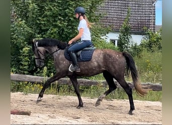 German Sport Horse, Mare, 3 years, 16 hh, Brown Falb mold